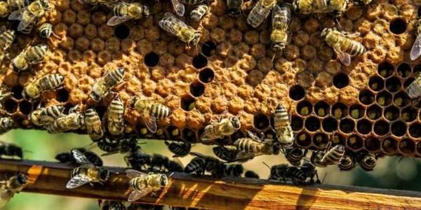 Beekeeping as component of Rukshynska AH development