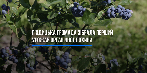 Pyadytska Territorial Community Collects First Harvest of Organic Blueberries Grown with the Assistance of the USAID DOBRE Program

