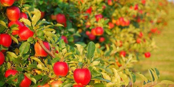 “Apple Cluster” to appear in Vinnytsya Oblast 