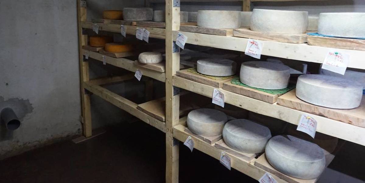 Hromada’s cheese. Story on how “Perechynska Manufaktura” cheese dairy made image of Perechynska AH