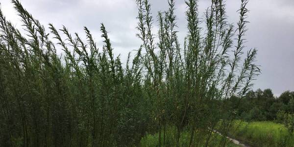 Energy willow grows in Velykomostivska AH