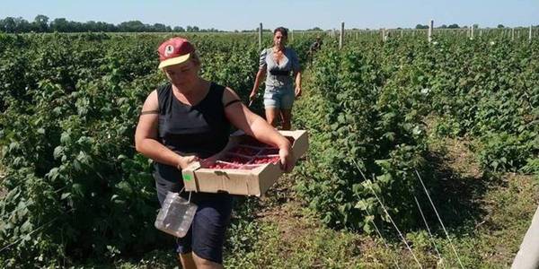 “First berry” cooperative of Dnipropetrovsk Oblast: from small entrepreneurship to berry cluster