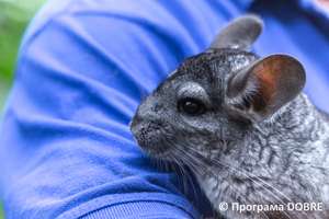 Thumb %d0%9a%d0%be%d0%bd%d1%82%d0%b0%d0%ba%d1%82%d0%bd%d0%b8%d0%b9 %d0%b7%d0%be%d0%be%d0%bf%d0%b0%d1%80%d0%ba %d0%bd%d0%b0 %d0%bf%d0%be%d0%b4%d0%b2%d1%96%d1%80 %d1%97 %d0%92%d0%b0%d1%81%d0%b8%d0%bb%d1%8f %d0%9e%d0%bb%d1%96%d0%b9%d0%bd%d0%b8%d0%ba%d0%b0  %d1%81%d0%b5%d0%bb%d0%be %d0%9a%d0%b0%d0%b1%d0%b0%d1%80%d1%96%d0%b2%d0%ba%d0%b0  %d0%97%d0%b1%d0%be%d1%80%d1%96%d0%b2%d1%81%d1%8c%d0%ba%d0%b0 %d0%b3%d1%80%d0%be%d0%bc%d0%b0%d0%b4%d0%b8  4 