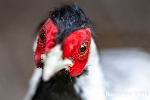 Thumb %d0%9a%d0%be%d0%bd%d1%82%d0%b0%d0%ba%d1%82%d0%bd%d0%b8%d0%b9 %d0%b7%d0%be%d0%be%d0%bf%d0%b0%d1%80%d0%ba %d0%bd%d0%b0 %d0%bf%d0%be%d0%b4%d0%b2%d1%96%d1%80 %d1%97 %d0%92%d0%b0%d1%81%d0%b8%d0%bb%d1%8f %d0%9e%d0%bb%d1%96%d0%b9%d0%bd%d0%b8%d0%ba%d0%b0  %d1%81%d0%b5%d0%bb%d0%be %d0%9a%d0%b0%d0%b1%d0%b0%d1%80%d1%96%d0%b2%d0%ba%d0%b0  %d0%97%d0%b1%d0%be%d1%80%d1%96%d0%b2%d1%81%d1%8c%d0%ba%d0%b0 %d0%b3%d1%80%d0%be%d0%bc%d0%b0%d0%b4%d0%b8  5 