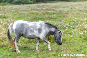 Thumb %d0%9a%d0%be%d0%bd%d1%82%d0%b0%d0%ba%d1%82%d0%bd%d0%b8%d0%b9 %d0%b7%d0%be%d0%be%d0%bf%d0%b0%d1%80%d0%ba %d0%bd%d0%b0 %d0%bf%d0%be%d0%b4%d0%b2%d1%96%d1%80 %d1%97 %d0%92%d0%b0%d1%81%d0%b8%d0%bb%d1%8f %d0%9e%d0%bb%d1%96%d0%b9%d0%bd%d0%b8%d0%ba%d0%b0  %d1%81%d0%b5%d0%bb%d0%be %d0%9a%d0%b0%d0%b1%d0%b0%d1%80%d1%96%d0%b2%d0%ba%d0%b0  %d0%97%d0%b1%d0%be%d1%80%d1%96%d0%b2%d1%81%d1%8c%d0%ba%d0%b0 %d0%b3%d1%80%d0%be%d0%bc%d0%b0%d0%b4%d0%b8  6 