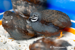 Thumb %d0%9a%d0%be%d0%bd%d1%82%d0%b0%d0%ba%d1%82%d0%bd%d0%b8%d0%b9 %d0%b7%d0%be%d0%be%d0%bf%d0%b0%d1%80%d0%ba %d0%bd%d0%b0 %d0%bf%d0%be%d0%b4%d0%b2%d1%96%d1%80 %d1%97 %d0%92%d0%b0%d1%81%d0%b8%d0%bb%d1%8f %d0%9e%d0%bb%d1%96%d0%b9%d0%bd%d0%b8%d0%ba%d0%b0  %d1%81%d0%b5%d0%bb%d0%be %d0%9a%d0%b0%d0%b1%d0%b0%d1%80%d1%96%d0%b2%d0%ba%d0%b0  %d0%97%d0%b1%d0%be%d1%80%d1%96%d0%b2%d1%81%d1%8c%d0%ba%d0%b0 %d0%b3%d1%80%d0%be%d0%bc%d0%b0%d0%b4%d0%b8  10 