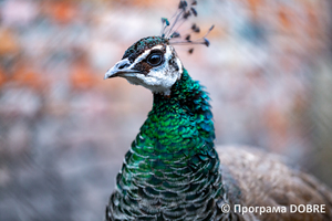 Thumb %d0%9a%d0%be%d0%bd%d1%82%d0%b0%d0%ba%d1%82%d0%bd%d0%b8%d0%b9 %d0%b7%d0%be%d0%be%d0%bf%d0%b0%d1%80%d0%ba %d0%bd%d0%b0 %d0%bf%d0%be%d0%b4%d0%b2%d1%96%d1%80 %d1%97 %d0%92%d0%b0%d1%81%d0%b8%d0%bb%d1%8f %d0%9e%d0%bb%d1%96%d0%b9%d0%bd%d0%b8%d0%ba%d0%b0  %d1%81%d0%b5%d0%bb%d0%be %d0%9a%d0%b0%d0%b1%d0%b0%d1%80%d1%96%d0%b2%d0%ba%d0%b0  %d0%97%d0%b1%d0%be%d1%80%d1%96%d0%b2%d1%81%d1%8c%d0%ba%d0%b0 %d0%b3%d1%80%d0%be%d0%bc%d0%b0%d0%b4%d0%b8  11 