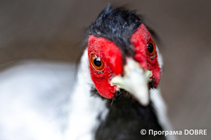 Thumb %d0%9a%d0%be%d0%bd%d1%82%d0%b0%d0%ba%d1%82%d0%bd%d0%b8%d0%b9 %d0%b7%d0%be%d0%be%d0%bf%d0%b0%d1%80%d0%ba %d0%bd%d0%b0 %d0%bf%d0%be%d0%b4%d0%b2%d1%96%d1%80 %d1%97 %d0%92%d0%b0%d1%81%d0%b8%d0%bb%d1%8f %d0%9e%d0%bb%d1%96%d0%b9%d0%bd%d0%b8%d0%ba%d0%b0  %d1%81%d0%b5%d0%bb%d0%be %d0%9a%d0%b0%d0%b1%d0%b0%d1%80%d1%96%d0%b2%d0%ba%d0%b0  %d0%97%d0%b1%d0%be%d1%80%d1%96%d0%b2%d1%81%d1%8c%d0%ba%d0%b0 %d0%b3%d1%80%d0%be%d0%bc%d0%b0%d0%b4%d0%b8  12 