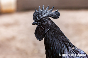 Thumb %d0%9a%d0%be%d0%bd%d1%82%d0%b0%d0%ba%d1%82%d0%bd%d0%b8%d0%b9 %d0%b7%d0%be%d0%be%d0%bf%d0%b0%d1%80%d0%ba %d0%bd%d0%b0 %d0%bf%d0%be%d0%b4%d0%b2%d1%96%d1%80 %d1%97 %d0%92%d0%b0%d1%81%d0%b8%d0%bb%d1%8f %d0%9e%d0%bb%d1%96%d0%b9%d0%bd%d0%b8%d0%ba%d0%b0  %d1%81%d0%b5%d0%bb%d0%be %d0%9a%d0%b0%d0%b1%d0%b0%d1%80%d1%96%d0%b2%d0%ba%d0%b0  %d0%97%d0%b1%d0%be%d1%80%d1%96%d0%b2%d1%81%d1%8c%d0%ba%d0%b0 %d0%b3%d1%80%d0%be%d0%bc%d0%b0%d0%b4%d0%b8  13 