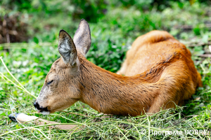 Thumb %d0%9a%d0%be%d0%bd%d1%82%d0%b0%d0%ba%d1%82%d0%bd%d0%b8%d0%b9 %d0%b7%d0%be%d0%be%d0%bf%d0%b0%d1%80%d0%ba %d0%bd%d0%b0 %d0%bf%d0%be%d0%b4%d0%b2%d1%96%d1%80 %d1%97 %d0%92%d0%b0%d1%81%d0%b8%d0%bb%d1%8f %d0%9e%d0%bb%d1%96%d0%b9%d0%bd%d0%b8%d0%ba%d0%b0  %d1%81%d0%b5%d0%bb%d0%be %d0%9a%d0%b0%d0%b1%d0%b0%d1%80%d1%96%d0%b2%d0%ba%d0%b0  %d0%97%d0%b1%d0%be%d1%80%d1%96%d0%b2%d1%81%d1%8c%d0%ba%d0%b0 %d0%b3%d1%80%d0%be%d0%bc%d0%b0%d0%b4%d0%b8  14 