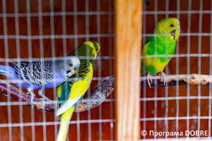 Thumb %d0%9a%d0%be%d0%bd%d1%82%d0%b0%d0%ba%d1%82%d0%bd%d0%b8%d0%b9 %d0%b7%d0%be%d0%be%d0%bf%d0%b0%d1%80%d0%ba %d0%bd%d0%b0 %d0%bf%d0%be%d0%b4%d0%b2%d1%96%d1%80 %d1%97 %d0%92%d0%b0%d1%81%d0%b8%d0%bb%d1%8f %d0%9e%d0%bb%d1%96%d0%b9%d0%bd%d0%b8%d0%ba%d0%b0  %d1%81%d0%b5%d0%bb%d0%be %d0%9a%d0%b0%d0%b1%d0%b0%d1%80%d1%96%d0%b2%d0%ba%d0%b0  %d0%97%d0%b1%d0%be%d1%80%d1%96%d0%b2%d1%81%d1%8c%d0%ba%d0%b0 %d0%b3%d1%80%d0%be%d0%bc%d0%b0%d0%b4%d0%b8  17 