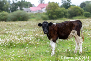 Thumb %d0%9a%d0%be%d0%bd%d1%82%d0%b0%d0%ba%d1%82%d0%bd%d0%b8%d0%b9 %d0%b7%d0%be%d0%be%d0%bf%d0%b0%d1%80%d0%ba %d0%bd%d0%b0 %d0%bf%d0%be%d0%b4%d0%b2%d1%96%d1%80 %d1%97 %d0%92%d0%b0%d1%81%d0%b8%d0%bb%d1%8f %d0%9e%d0%bb%d1%96%d0%b9%d0%bd%d0%b8%d0%ba%d0%b0  %d1%81%d0%b5%d0%bb%d0%be %d0%9a%d0%b0%d0%b1%d0%b0%d1%80%d1%96%d0%b2%d0%ba%d0%b0  %d0%97%d0%b1%d0%be%d1%80%d1%96%d0%b2%d1%81%d1%8c%d0%ba%d0%b0 %d0%b3%d1%80%d0%be%d0%bc%d0%b0%d0%b4%d0%b8  22 