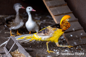 Thumb %d0%9a%d0%be%d0%bd%d1%82%d0%b0%d0%ba%d1%82%d0%bd%d0%b8%d0%b9 %d0%b7%d0%be%d0%be%d0%bf%d0%b0%d1%80%d0%ba %d0%bd%d0%b0 %d0%bf%d0%be%d0%b4%d0%b2%d1%96%d1%80 %d1%97 %d0%92%d0%b0%d1%81%d0%b8%d0%bb%d1%8f %d0%9e%d0%bb%d1%96%d0%b9%d0%bd%d0%b8%d0%ba%d0%b0  %d1%81%d0%b5%d0%bb%d0%be %d0%9a%d0%b0%d0%b1%d0%b0%d1%80%d1%96%d0%b2%d0%ba%d0%b0  %d0%97%d0%b1%d0%be%d1%80%d1%96%d0%b2%d1%81%d1%8c%d0%ba%d0%b0 %d0%b3%d1%80%d0%be%d0%bc%d0%b0%d0%b4%d0%b8  24 