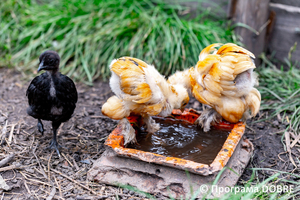 Thumb %d0%9a%d0%be%d0%bd%d1%82%d0%b0%d0%ba%d1%82%d0%bd%d0%b8%d0%b9 %d0%b7%d0%be%d0%be%d0%bf%d0%b0%d1%80%d0%ba %d0%bd%d0%b0 %d0%bf%d0%be%d0%b4%d0%b2%d1%96%d1%80 %d1%97 %d0%92%d0%b0%d1%81%d0%b8%d0%bb%d1%8f %d0%9e%d0%bb%d1%96%d0%b9%d0%bd%d0%b8%d0%ba%d0%b0  %d1%81%d0%b5%d0%bb%d0%be %d0%9a%d0%b0%d0%b1%d0%b0%d1%80%d1%96%d0%b2%d0%ba%d0%b0  %d0%97%d0%b1%d0%be%d1%80%d1%96%d0%b2%d1%81%d1%8c%d0%ba%d0%b0 %d0%b3%d1%80%d0%be%d0%bc%d0%b0%d0%b4%d0%b8  26 