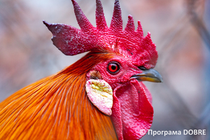 Thumb %d0%9a%d0%be%d0%bd%d1%82%d0%b0%d0%ba%d1%82%d0%bd%d0%b8%d0%b9 %d0%b7%d0%be%d0%be%d0%bf%d0%b0%d1%80%d0%ba %d0%bd%d0%b0 %d0%bf%d0%be%d0%b4%d0%b2%d1%96%d1%80 %d1%97 %d0%92%d0%b0%d1%81%d0%b8%d0%bb%d1%8f %d0%9e%d0%bb%d1%96%d0%b9%d0%bd%d0%b8%d0%ba%d0%b0  %d1%81%d0%b5%d0%bb%d0%be %d0%9a%d0%b0%d0%b1%d0%b0%d1%80%d1%96%d0%b2%d0%ba%d0%b0  %d0%97%d0%b1%d0%be%d1%80%d1%96%d0%b2%d1%81%d1%8c%d0%ba%d0%b0 %d0%b3%d1%80%d0%be%d0%bc%d0%b0%d0%b4%d0%b8  29 