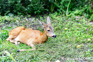 Thumb %d0%9a%d0%be%d0%bd%d1%82%d0%b0%d0%ba%d1%82%d0%bd%d0%b8%d0%b9 %d0%b7%d0%be%d0%be%d0%bf%d0%b0%d1%80%d0%ba %d0%bd%d0%b0 %d0%bf%d0%be%d0%b4%d0%b2%d1%96%d1%80 %d1%97 %d0%92%d0%b0%d1%81%d0%b8%d0%bb%d1%8f %d0%9e%d0%bb%d1%96%d0%b9%d0%bd%d0%b8%d0%ba%d0%b0  %d1%81%d0%b5%d0%bb%d0%be %d0%9a%d0%b0%d0%b1%d0%b0%d1%80%d1%96%d0%b2%d0%ba%d0%b0  %d0%97%d0%b1%d0%be%d1%80%d1%96%d0%b2%d1%81%d1%8c%d0%ba%d0%b0 %d0%b3%d1%80%d0%be%d0%bc%d0%b0%d0%b4%d0%b8  97 