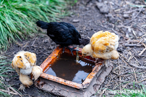 Thumb %d0%9a%d0%be%d0%bd%d1%82%d0%b0%d0%ba%d1%82%d0%bd%d0%b8%d0%b9 %d0%b7%d0%be%d0%be%d0%bf%d0%b0%d1%80%d0%ba %d0%bd%d0%b0 %d0%bf%d0%be%d0%b4%d0%b2%d1%96%d1%80 %d1%97 %d0%92%d0%b0%d1%81%d0%b8%d0%bb%d1%8f %d0%9e%d0%bb%d1%96%d0%b9%d0%bd%d0%b8%d0%ba%d0%b0  %d1%81%d0%b5%d0%bb%d0%be %d0%9a%d0%b0%d0%b1%d0%b0%d1%80%d1%96%d0%b2%d0%ba%d0%b0  %d0%97%d0%b1%d0%be%d1%80%d1%96%d0%b2%d1%81%d1%8c%d0%ba%d0%b0 %d0%b3%d1%80%d0%be%d0%bc%d0%b0%d0%b4%d0%b8  99 