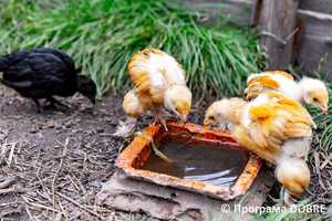 Thumb %d0%9a%d0%be%d0%bd%d1%82%d0%b0%d0%ba%d1%82%d0%bd%d0%b8%d0%b9 %d0%b7%d0%be%d0%be%d0%bf%d0%b0%d1%80%d0%ba %d0%bd%d0%b0 %d0%bf%d0%be%d0%b4%d0%b2%d1%96%d1%80 %d1%97 %d0%92%d0%b0%d1%81%d0%b8%d0%bb%d1%8f %d0%9e%d0%bb%d1%96%d0%b9%d0%bd%d0%b8%d0%ba%d0%b0  %d1%81%d0%b5%d0%bb%d0%be %d0%9a%d0%b0%d0%b1%d0%b0%d1%80%d1%96%d0%b2%d0%ba%d0%b0  %d0%97%d0%b1%d0%be%d1%80%d1%96%d0%b2%d1%81%d1%8c%d0%ba%d0%b0 %d0%b3%d1%80%d0%be%d0%bc%d0%b0%d0%b4%d0%b8  101 