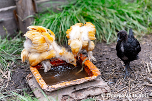 Thumb %d0%9a%d0%be%d0%bd%d1%82%d0%b0%d0%ba%d1%82%d0%bd%d0%b8%d0%b9 %d0%b7%d0%be%d0%be%d0%bf%d0%b0%d1%80%d0%ba %d0%bd%d0%b0 %d0%bf%d0%be%d0%b4%d0%b2%d1%96%d1%80 %d1%97 %d0%92%d0%b0%d1%81%d0%b8%d0%bb%d1%8f %d0%9e%d0%bb%d1%96%d0%b9%d0%bd%d0%b8%d0%ba%d0%b0  %d1%81%d0%b5%d0%bb%d0%be %d0%9a%d0%b0%d0%b1%d0%b0%d1%80%d1%96%d0%b2%d0%ba%d0%b0  %d0%97%d0%b1%d0%be%d1%80%d1%96%d0%b2%d1%81%d1%8c%d0%ba%d0%b0 %d0%b3%d1%80%d0%be%d0%bc%d0%b0%d0%b4%d0%b8  102 