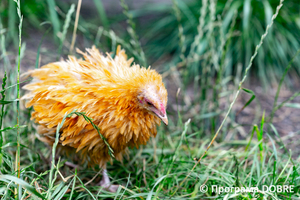 Thumb %d0%9a%d0%be%d0%bd%d1%82%d0%b0%d0%ba%d1%82%d0%bd%d0%b8%d0%b9 %d0%b7%d0%be%d0%be%d0%bf%d0%b0%d1%80%d0%ba %d0%bd%d0%b0 %d0%bf%d0%be%d0%b4%d0%b2%d1%96%d1%80 %d1%97 %d0%92%d0%b0%d1%81%d0%b8%d0%bb%d1%8f %d0%9e%d0%bb%d1%96%d0%b9%d0%bd%d0%b8%d0%ba%d0%b0  %d1%81%d0%b5%d0%bb%d0%be %d0%9a%d0%b0%d0%b1%d0%b0%d1%80%d1%96%d0%b2%d0%ba%d0%b0  %d0%97%d0%b1%d0%be%d1%80%d1%96%d0%b2%d1%81%d1%8c%d0%ba%d0%b0 %d0%b3%d1%80%d0%be%d0%bc%d0%b0%d0%b4%d0%b8  103 