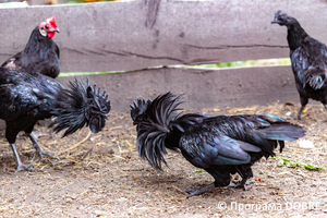 Thumb %d0%9a%d0%be%d0%bd%d1%82%d0%b0%d0%ba%d1%82%d0%bd%d0%b8%d0%b9 %d0%b7%d0%be%d0%be%d0%bf%d0%b0%d1%80%d0%ba %d0%bd%d0%b0 %d0%bf%d0%be%d0%b4%d0%b2%d1%96%d1%80 %d1%97 %d0%92%d0%b0%d1%81%d0%b8%d0%bb%d1%8f %d0%9e%d0%bb%d1%96%d0%b9%d0%bd%d0%b8%d0%ba%d0%b0  %d1%81%d0%b5%d0%bb%d0%be %d0%9a%d0%b0%d0%b1%d0%b0%d1%80%d1%96%d0%b2%d0%ba%d0%b0  %d0%97%d0%b1%d0%be%d1%80%d1%96%d0%b2%d1%81%d1%8c%d0%ba%d0%b0 %d0%b3%d1%80%d0%be%d0%bc%d0%b0%d0%b4%d0%b8  105 