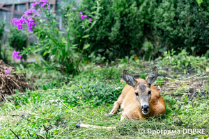 Thumb %d0%9a%d0%be%d0%bd%d1%82%d0%b0%d0%ba%d1%82%d0%bd%d0%b8%d0%b9 %d0%b7%d0%be%d0%be%d0%bf%d0%b0%d1%80%d0%ba %d0%bd%d0%b0 %d0%bf%d0%be%d0%b4%d0%b2%d1%96%d1%80 %d1%97 %d0%92%d0%b0%d1%81%d0%b8%d0%bb%d1%8f %d0%9e%d0%bb%d1%96%d0%b9%d0%bd%d0%b8%d0%ba%d0%b0  %d1%81%d0%b5%d0%bb%d0%be %d0%9a%d0%b0%d0%b1%d0%b0%d1%80%d1%96%d0%b2%d0%ba%d0%b0  %d0%97%d0%b1%d0%be%d1%80%d1%96%d0%b2%d1%81%d1%8c%d0%ba%d0%b0 %d0%b3%d1%80%d0%be%d0%bc%d0%b0%d0%b4%d0%b8  108 