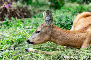 Thumb %d0%9a%d0%be%d0%bd%d1%82%d0%b0%d0%ba%d1%82%d0%bd%d0%b8%d0%b9 %d0%b7%d0%be%d0%be%d0%bf%d0%b0%d1%80%d0%ba %d0%bd%d0%b0 %d0%bf%d0%be%d0%b4%d0%b2%d1%96%d1%80 %d1%97 %d0%92%d0%b0%d1%81%d0%b8%d0%bb%d1%8f %d0%9e%d0%bb%d1%96%d0%b9%d0%bd%d0%b8%d0%ba%d0%b0  %d1%81%d0%b5%d0%bb%d0%be %d0%9a%d0%b0%d0%b1%d0%b0%d1%80%d1%96%d0%b2%d0%ba%d0%b0  %d0%97%d0%b1%d0%be%d1%80%d1%96%d0%b2%d1%81%d1%8c%d0%ba%d0%b0 %d0%b3%d1%80%d0%be%d0%bc%d0%b0%d0%b4%d0%b8  109 