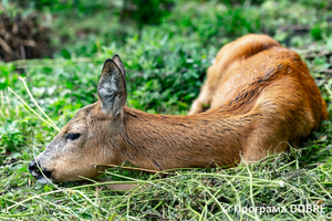 Thumb %d0%9a%d0%be%d0%bd%d1%82%d0%b0%d0%ba%d1%82%d0%bd%d0%b8%d0%b9 %d0%b7%d0%be%d0%be%d0%bf%d0%b0%d1%80%d0%ba %d0%bd%d0%b0 %d0%bf%d0%be%d0%b4%d0%b2%d1%96%d1%80 %d1%97 %d0%92%d0%b0%d1%81%d0%b8%d0%bb%d1%8f %d0%9e%d0%bb%d1%96%d0%b9%d0%bd%d0%b8%d0%ba%d0%b0  %d1%81%d0%b5%d0%bb%d0%be %d0%9a%d0%b0%d0%b1%d0%b0%d1%80%d1%96%d0%b2%d0%ba%d0%b0  %d0%97%d0%b1%d0%be%d1%80%d1%96%d0%b2%d1%81%d1%8c%d0%ba%d0%b0 %d0%b3%d1%80%d0%be%d0%bc%d0%b0%d0%b4%d0%b8  110 