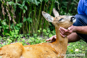 Thumb %d0%9a%d0%be%d0%bd%d1%82%d0%b0%d0%ba%d1%82%d0%bd%d0%b8%d0%b9 %d0%b7%d0%be%d0%be%d0%bf%d0%b0%d1%80%d0%ba %d0%bd%d0%b0 %d0%bf%d0%be%d0%b4%d0%b2%d1%96%d1%80 %d1%97 %d0%92%d0%b0%d1%81%d0%b8%d0%bb%d1%8f %d0%9e%d0%bb%d1%96%d0%b9%d0%bd%d0%b8%d0%ba%d0%b0  %d1%81%d0%b5%d0%bb%d0%be %d0%9a%d0%b0%d0%b1%d0%b0%d1%80%d1%96%d0%b2%d0%ba%d0%b0  %d0%97%d0%b1%d0%be%d1%80%d1%96%d0%b2%d1%81%d1%8c%d0%ba%d0%b0 %d0%b3%d1%80%d0%be%d0%bc%d0%b0%d0%b4%d0%b8  113 