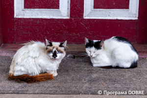 Thumb %d0%9a%d0%be%d0%bd%d1%82%d0%b0%d0%ba%d1%82%d0%bd%d0%b8%d0%b9 %d0%b7%d0%be%d0%be%d0%bf%d0%b0%d1%80%d0%ba %d0%bd%d0%b0 %d0%bf%d0%be%d0%b4%d0%b2%d1%96%d1%80 %d1%97 %d0%92%d0%b0%d1%81%d0%b8%d0%bb%d1%8f %d0%9e%d0%bb%d1%96%d0%b9%d0%bd%d0%b8%d0%ba%d0%b0  %d1%81%d0%b5%d0%bb%d0%be %d0%9a%d0%b0%d0%b1%d0%b0%d1%80%d1%96%d0%b2%d0%ba%d0%b0  %d0%97%d0%b1%d0%be%d1%80%d1%96%d0%b2%d1%81%d1%8c%d0%ba%d0%b0 %d0%b3%d1%80%d0%be%d0%bc%d0%b0%d0%b4%d0%b8  114 