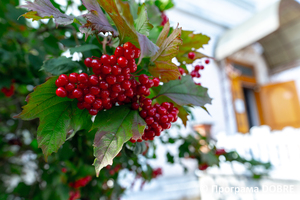 Thumb %d0%9f%d0%be%d0%b4%d0%b2%d1%96%d1%80 %d1%8f %d0%9c%d1%83%d0%b7%d0%b5%d1%8e %d0%97%d0%b1%d0%be%d1%80%d1%96%d0%b2%d1%81%d1%8c%d0%ba%d0%be%d1%97 %d0%b1%d0%b8%d1%82%d0%b2%d0%b8  %d0%bc%d1%96%d1%81%d1%82%d0%be %d0%97%d0%b1%d0%be%d1%80%d1%96%d0%b2  %d0%97%d0%b1%d0%be%d1%80%d1%96%d0%b2%d1%81%d1%8c%d0%ba%d0%b0 %d0%b3%d1%80%d0%be%d0%bc%d0%b0%d0%b4%d0%b0  11 