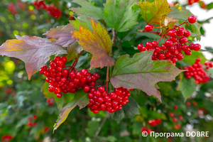 Thumb %d0%9f%d0%be%d0%b4%d0%b2%d1%96%d1%80 %d1%8f %d0%9c%d1%83%d0%b7%d0%b5%d1%8e %d0%97%d0%b1%d0%be%d1%80%d1%96%d0%b2%d1%81%d1%8c%d0%ba%d0%be%d1%97 %d0%b1%d0%b8%d1%82%d0%b2%d0%b8  %d0%bc%d1%96%d1%81%d1%82%d0%be %d0%97%d0%b1%d0%be%d1%80%d1%96%d0%b2  %d0%97%d0%b1%d0%be%d1%80%d1%96%d0%b2%d1%81%d1%8c%d0%ba%d0%b0 %d0%b3%d1%80%d0%be%d0%bc%d0%b0%d0%b4%d0%b0  15 