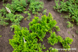 Thumb %d0%9d%d0%b0%d0%b2%d1%87%d0%b0%d0%bb%d1%8c%d0%bd%d0%be %d0%b4%d0%be%d1%81%d0%bb%d1%96%d0%b4%d0%bd%d0%b0 %d0%b4%d1%96%d0%bb%d1%8f%d0%bd%d0%ba%d0%b0 %d1%83%d1%87%d0%bd%d1%96%d0%b2%d1%81%d1%8c%d0%ba%d0%be%d0%b3%d0%be %d0%bb%d1%96%d1%81%d0%bd%d0%b8%d1%86%d1%82%d0%b2%d0%b0 %d0%a1%d0%b2%d1%96%d1%82%d0%b0%d0%bd%d0%ba%d1%96%d0%b2%d1%81%d1%8c%d0%ba%d0%be%d1%97 %d1%88%d0%ba%d0%be%d0%bb%d0%b8  %d0%9b%d0%be%d1%81%d0%b8%d0%bd%d1%96%d0%b2%d1%81%d1%8c%d0%ba%d0%b0 %d0%a2%d0%93  17 