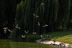 Лановецьке озеро, Лановецька громада