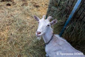 «Сирний рай», село Макариха, Дмитрівська громада