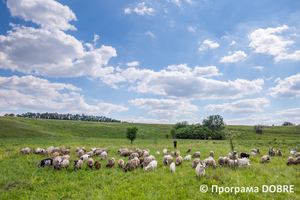 Заповідна зона урочище «Бочки», село Калинівка, Дмитрівська громада
