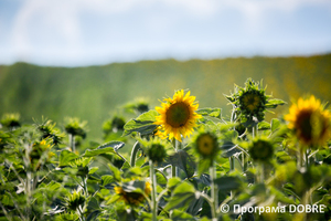 Thumb %d0%a6%d0%b2%d1%96%d1%82%d0%b5 %d1%81%d0%be%d0%bd%d1%8f%d1%88%d0%bd%d0%b8%d0%ba %d1%84%d0%b5%d1%80%d0%bc%d0%b5%d1%80%d1%81%d1%8c%d0%ba%d0%be%d0%b3%d0%be %d0%b3%d0%be%d1%81%d0%bf%d0%be%d0%b4%d0%b0%d1%80%d1%81%d1%82%d0%b2%d0%b0  %d0%a0%d0%be%d1%81%d1%82%d0%be%d0%ba   %d1%81%d0%b5%d0%bb%d0%be %d0%a6%d0%b8%d0%b1%d1%83%d0%bb%d0%b5%d0%b2%d0%b5  %d0%94%d0%bc%d0%b8%d1%82%d1%80%d1%96%d0%b2%d1%81%d1%8c%d0%ba%d0%b0 %d0%b3%d1%80%d0%be%d0%bc%d0%b0%d0%b4%d0%b0  1 