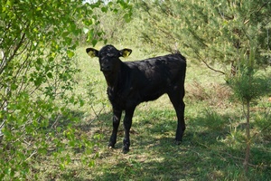 У Поворській ОТГ вирощують м’ясні породи корів