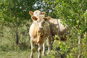 У Поворській ОТГ вирощують м’ясні породи корів