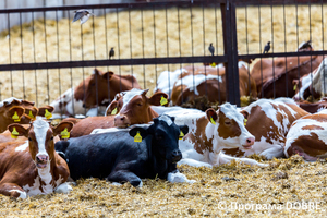 Thumb %d0%a4%d0%b5%d1%80%d0%bc%d0%b0 %d0%a1%d0%a2%d0%9e%d0%92  %d0%9f%d0%b5%d1%80%d1%88%d0%b5 %d0%a2%d1%80%d0%b0%d0%b2%d0%bd%d1%8f   %d1%81%d0%b5%d0%bb%d0%be %d0%a1%d0%b2%d1%96%d1%82%d0%bb%d0%b8%d1%87%d0%bd%d0%b5  %d0%97%d0%be%d0%bb%d0%be%d1%87%d1%96%d0%b2%d1%81%d1%8c%d0%ba%d0%b0 %d0%b3%d1%80%d0%be%d0%bc%d0%b0%d0%b4%d0%b0  6 