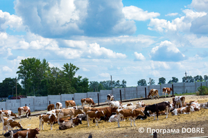 Thumb %d0%a4%d0%b5%d1%80%d0%bc%d0%b0 %d0%a1%d0%a2%d0%9e%d0%92  %d0%9f%d0%b5%d1%80%d1%88%d0%b5 %d0%a2%d1%80%d0%b0%d0%b2%d0%bd%d1%8f   %d1%81%d0%b5%d0%bb%d0%be %d0%a1%d0%b2%d1%96%d1%82%d0%bb%d0%b8%d1%87%d0%bd%d0%b5  %d0%97%d0%be%d0%bb%d0%be%d1%87%d1%96%d0%b2%d1%81%d1%8c%d0%ba%d0%b0 %d0%b3%d1%80%d0%be%d0%bc%d0%b0%d0%b4%d0%b0  7 