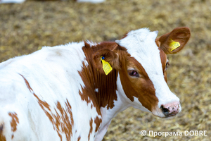 Thumb %d0%a4%d0%b5%d1%80%d0%bc%d0%b0 %d0%a1%d0%a2%d0%9e%d0%92  %d0%9f%d0%b5%d1%80%d1%88%d0%b5 %d0%a2%d1%80%d0%b0%d0%b2%d0%bd%d1%8f   %d1%81%d0%b5%d0%bb%d0%be %d0%a1%d0%b2%d1%96%d1%82%d0%bb%d0%b8%d1%87%d0%bd%d0%b5  %d0%97%d0%be%d0%bb%d0%be%d1%87%d1%96%d0%b2%d1%81%d1%8c%d0%ba%d0%b0 %d0%b3%d1%80%d0%be%d0%bc%d0%b0%d0%b4%d0%b0  11 